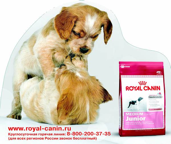MEDIUM Royal Canin ХАРДПОСТЕР картонный из картона